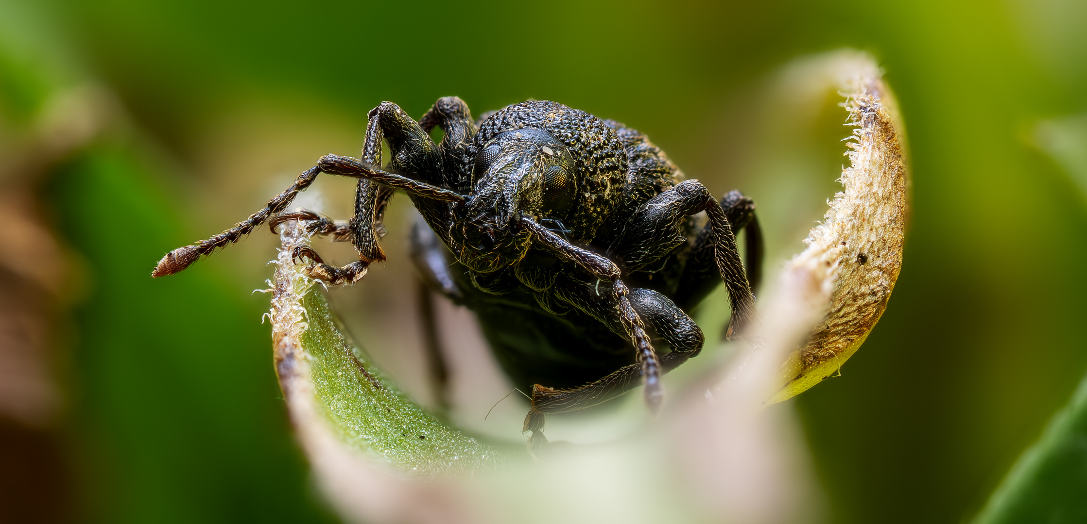 Weevil