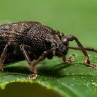 Weevil