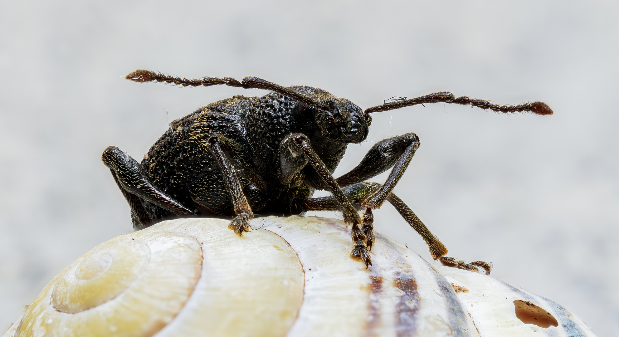 Weevil