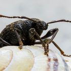 Weevil