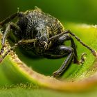 Weevil