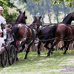 WEG 2006 Aachen - Marathonfahrt der Vierspänner-WM