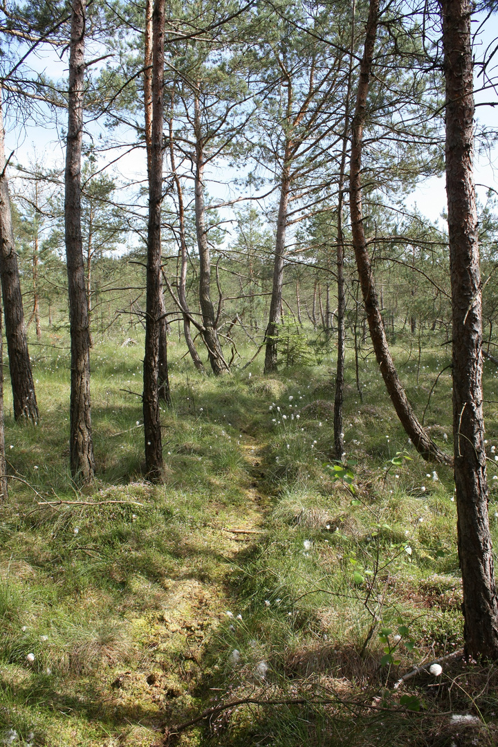 Weg am "Blinden See"