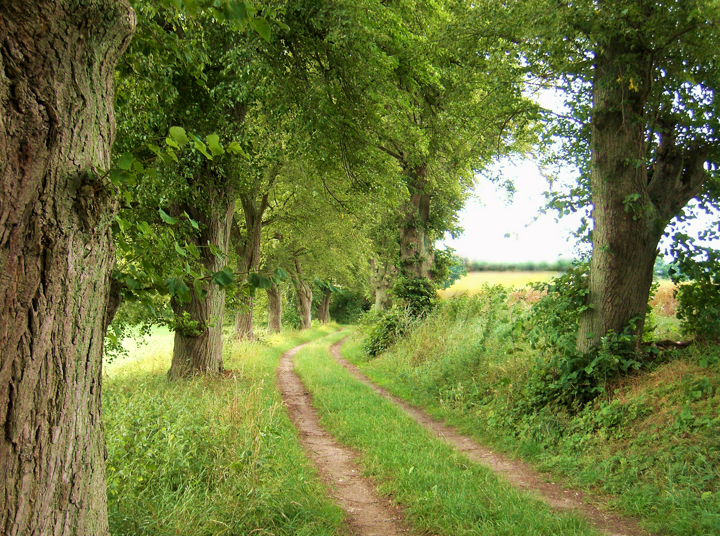 Weg am Feldrand b.Demzin