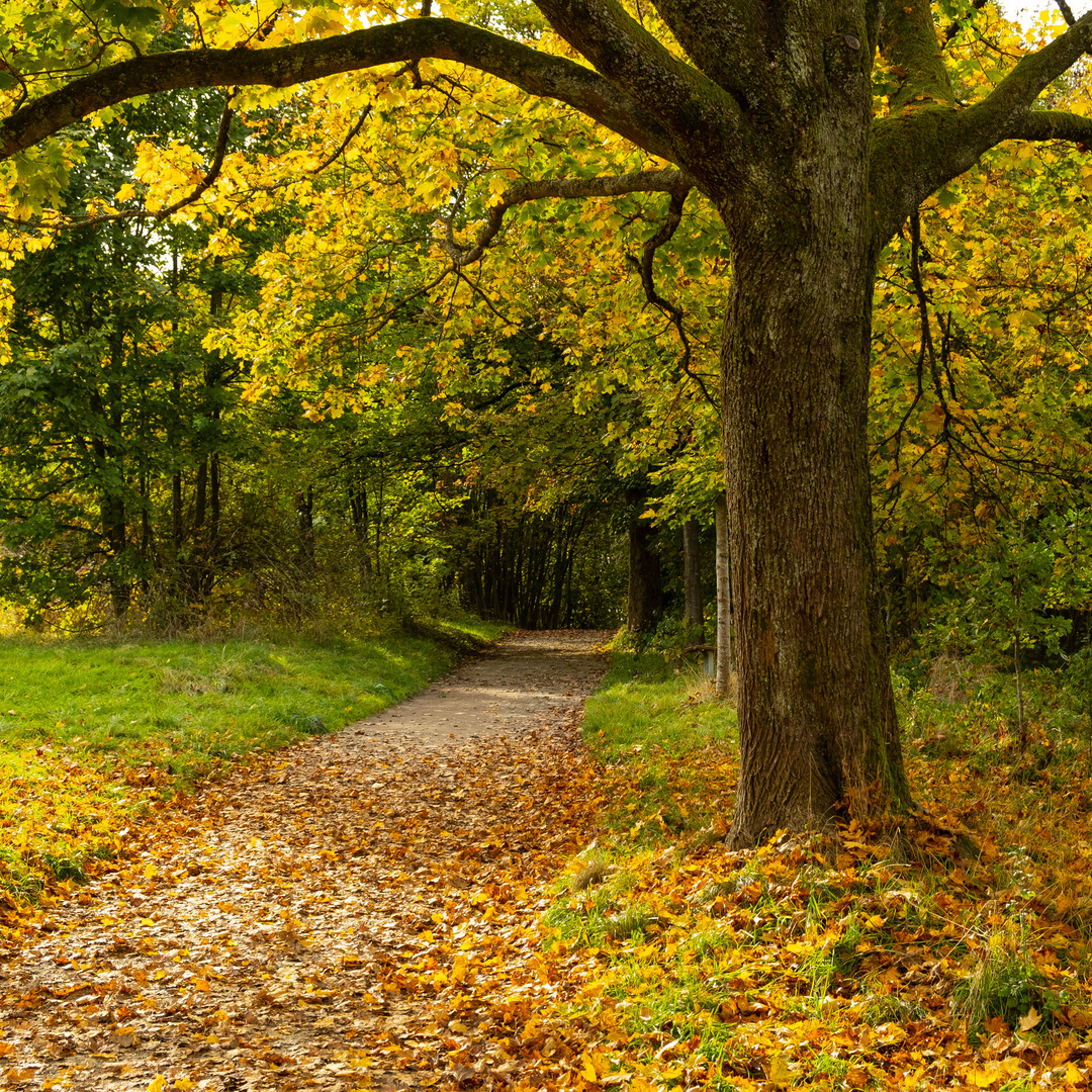 Weg am Giersberg 