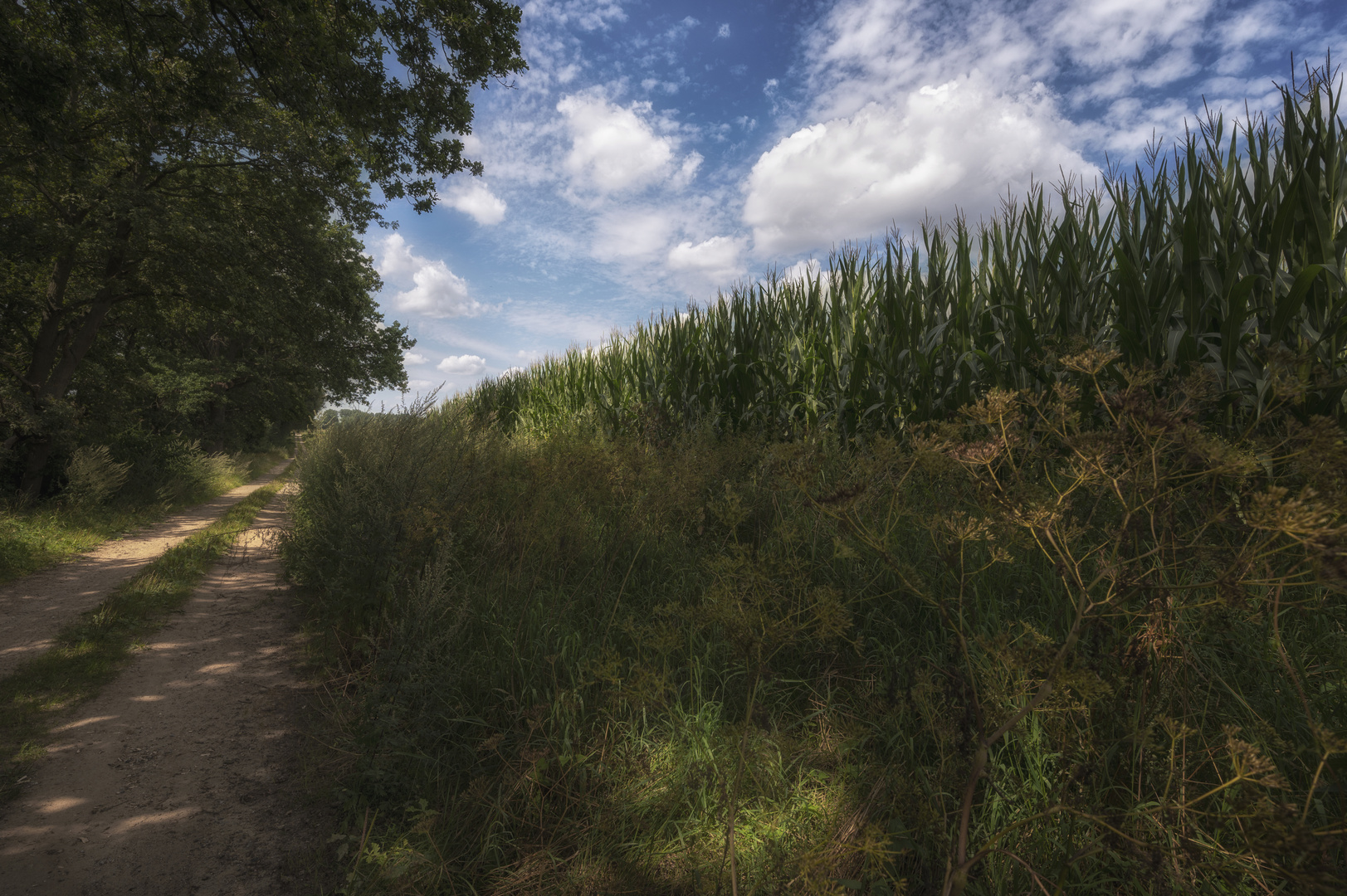 Weg am Maisfeld