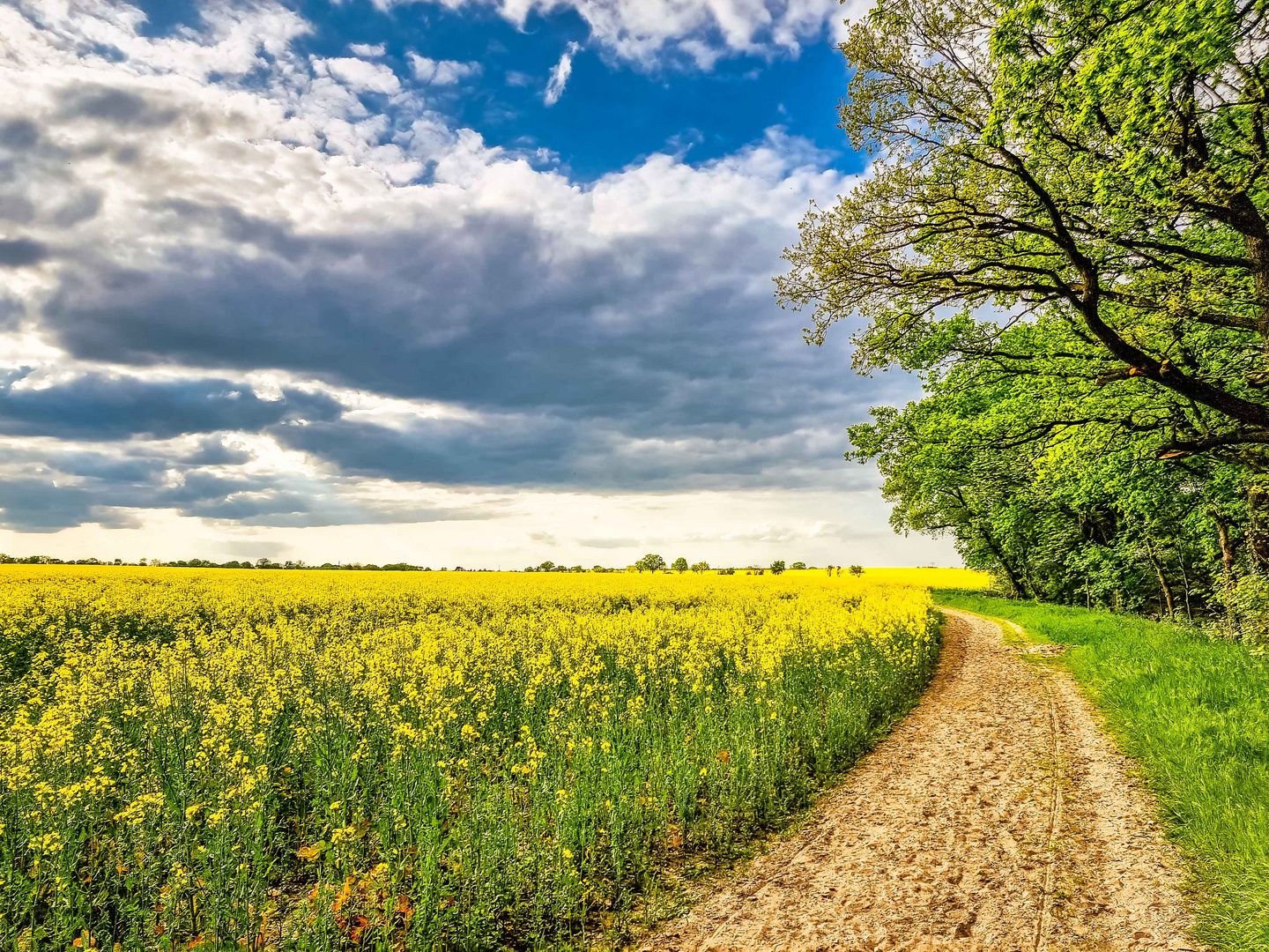 Weg am Rapsfeld