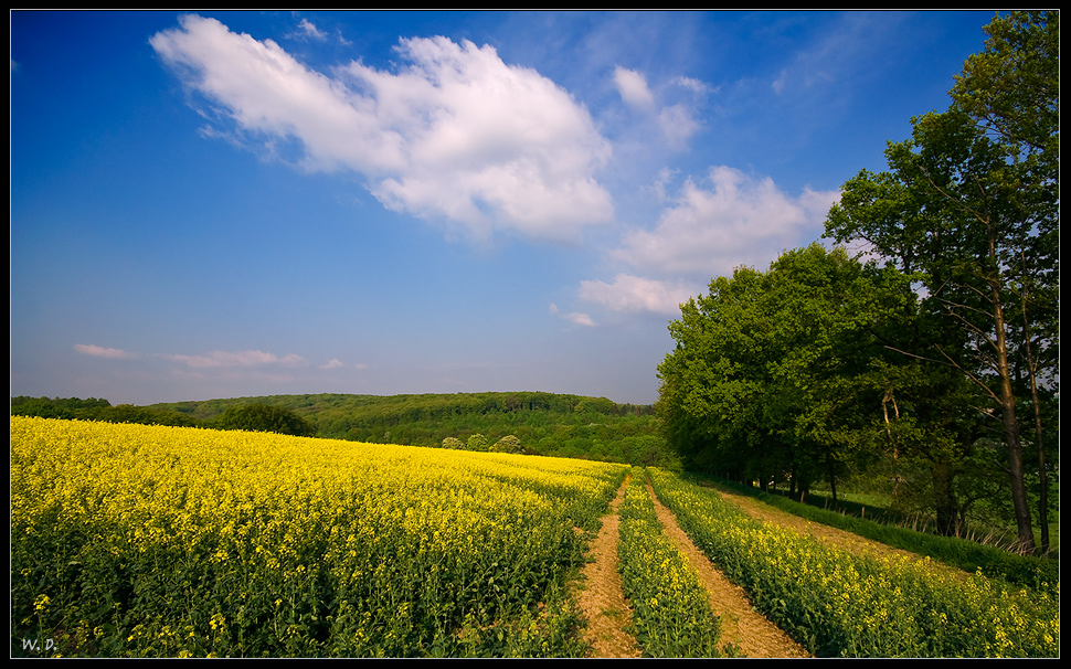 Weg am Rapsfeld