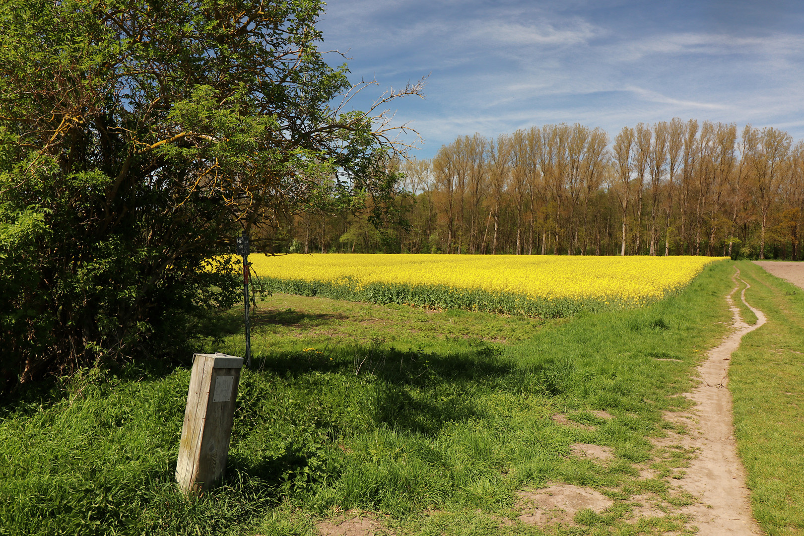 Weg am Rapsfeld