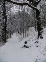 Weg am See entlang