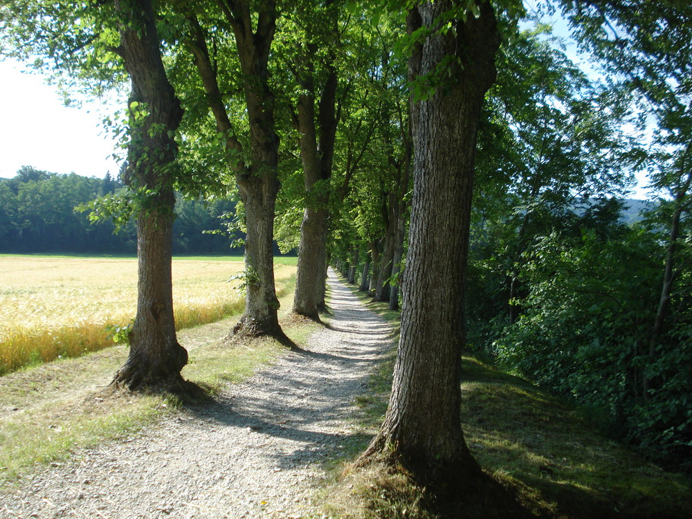 Weg am Starnbergersee von sweetlena 