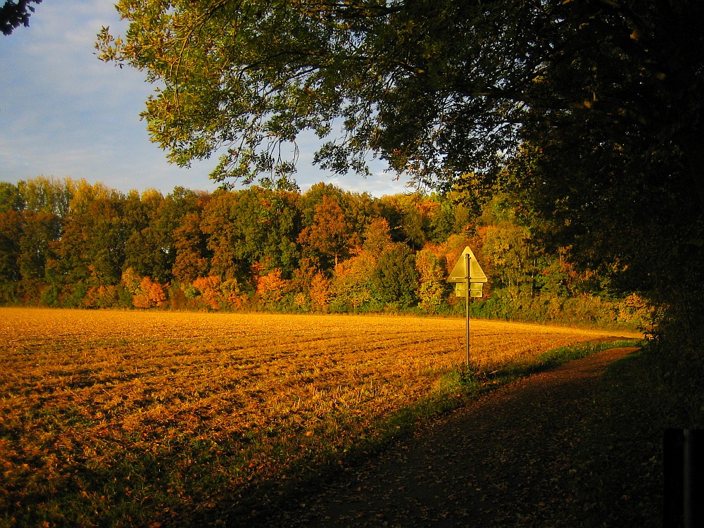 Weg am Wald