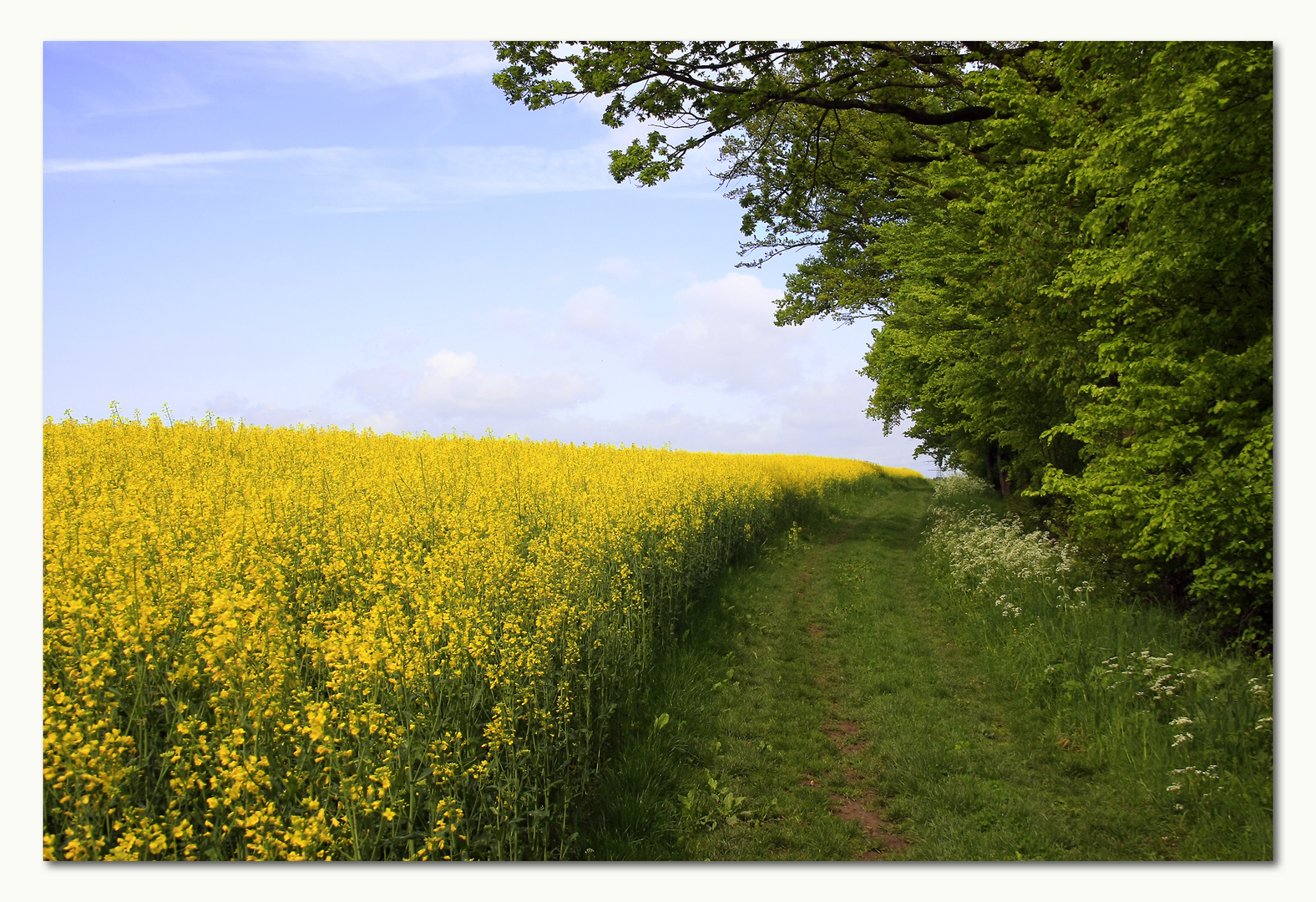 Weg am Waldesrand