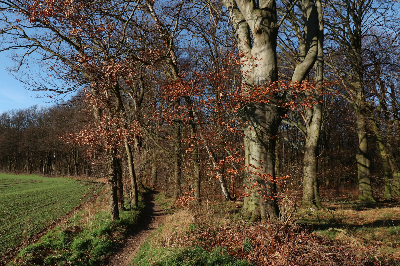 Weg am Waldrand