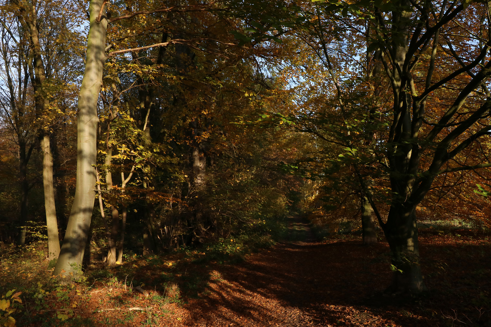 Weg am Waldsaum