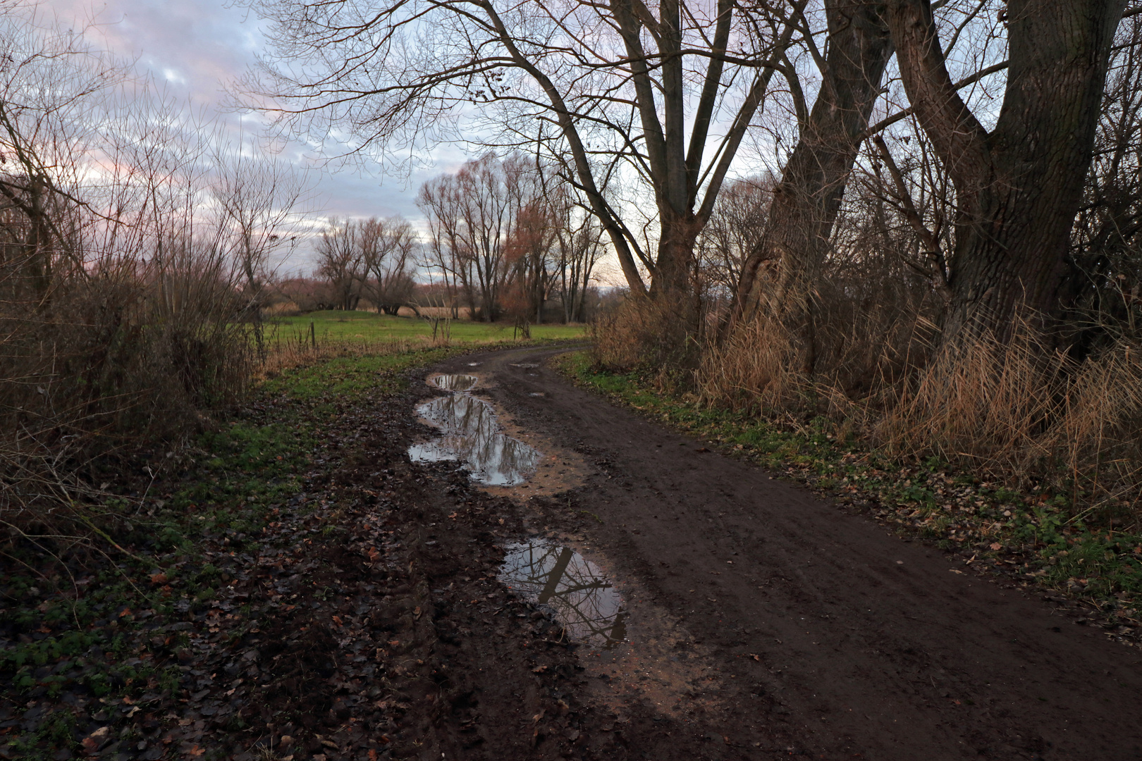 Weg an den Weiden