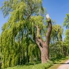 Weg an der Leine entlang - Hannover