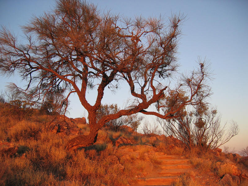 Weg auf den Anzac Hill (Alice Springs) bei Sonnenuntergang