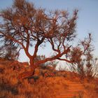 Weg auf den Anzac Hill (Alice Springs) bei Sonnenuntergang