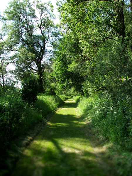 Weg auf der Donauinsel