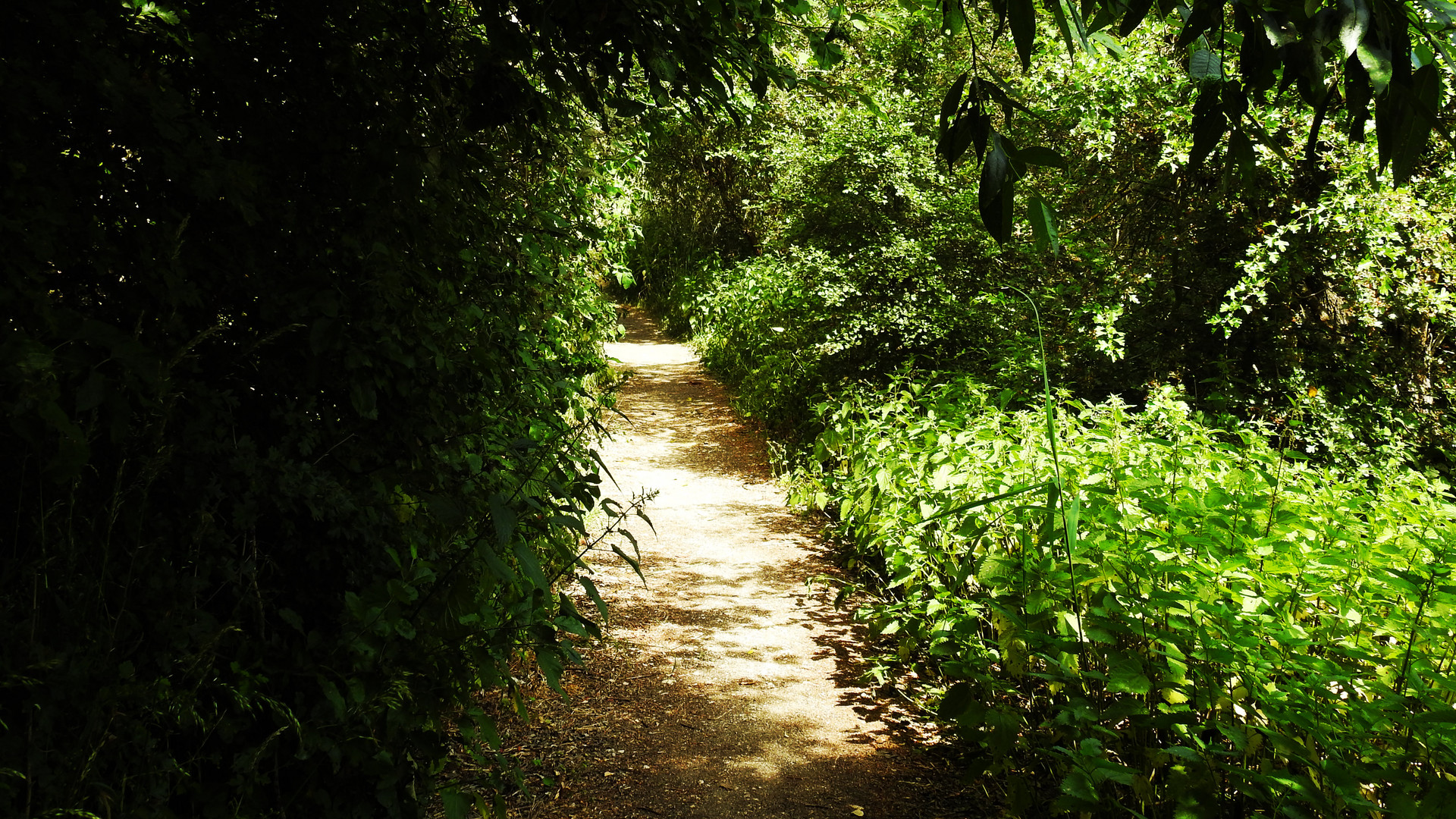 Weg auf der Vogelinsel 