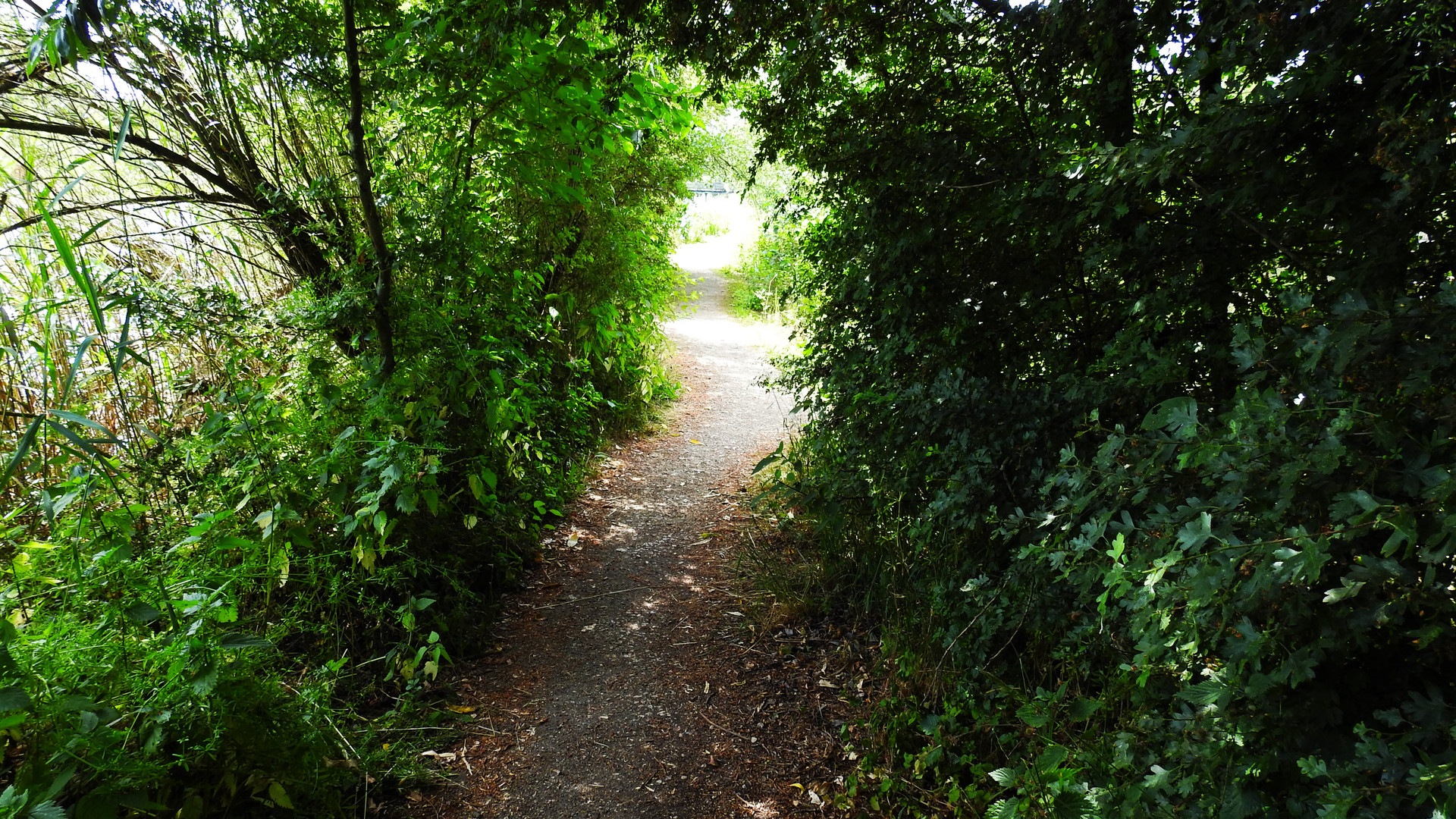 Weg auf der Vogelinsel