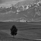 weg baum und a radler