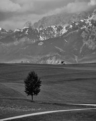 weg baum und a radler