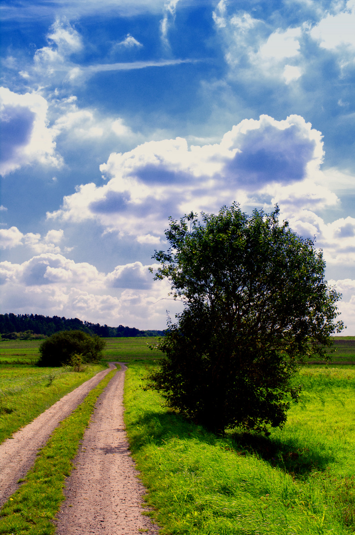 Weg bei Großwenkheim