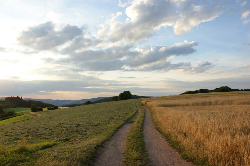 Weg bei Hammelbach im Odenwald