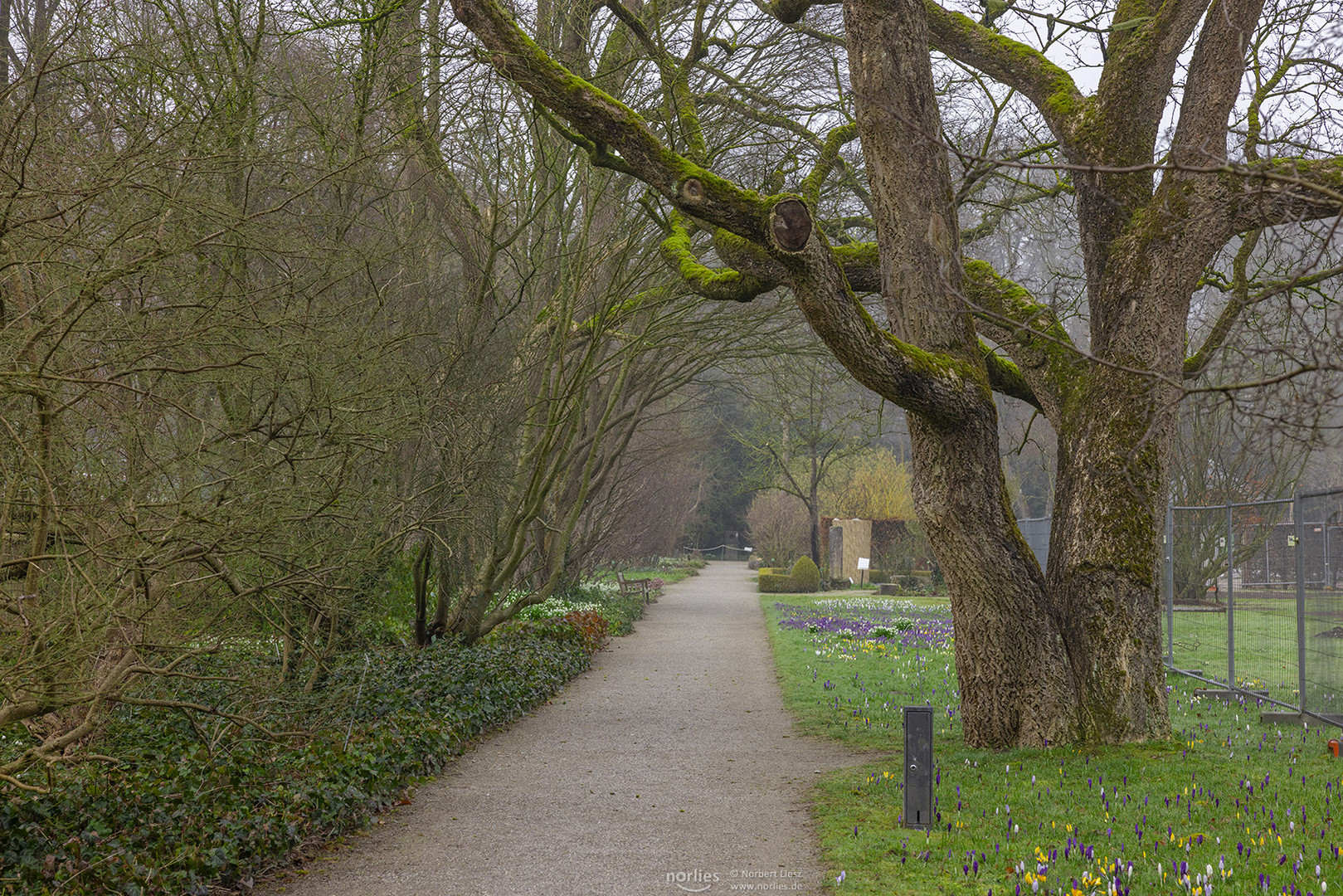 Weg beim Amur Korkbaum