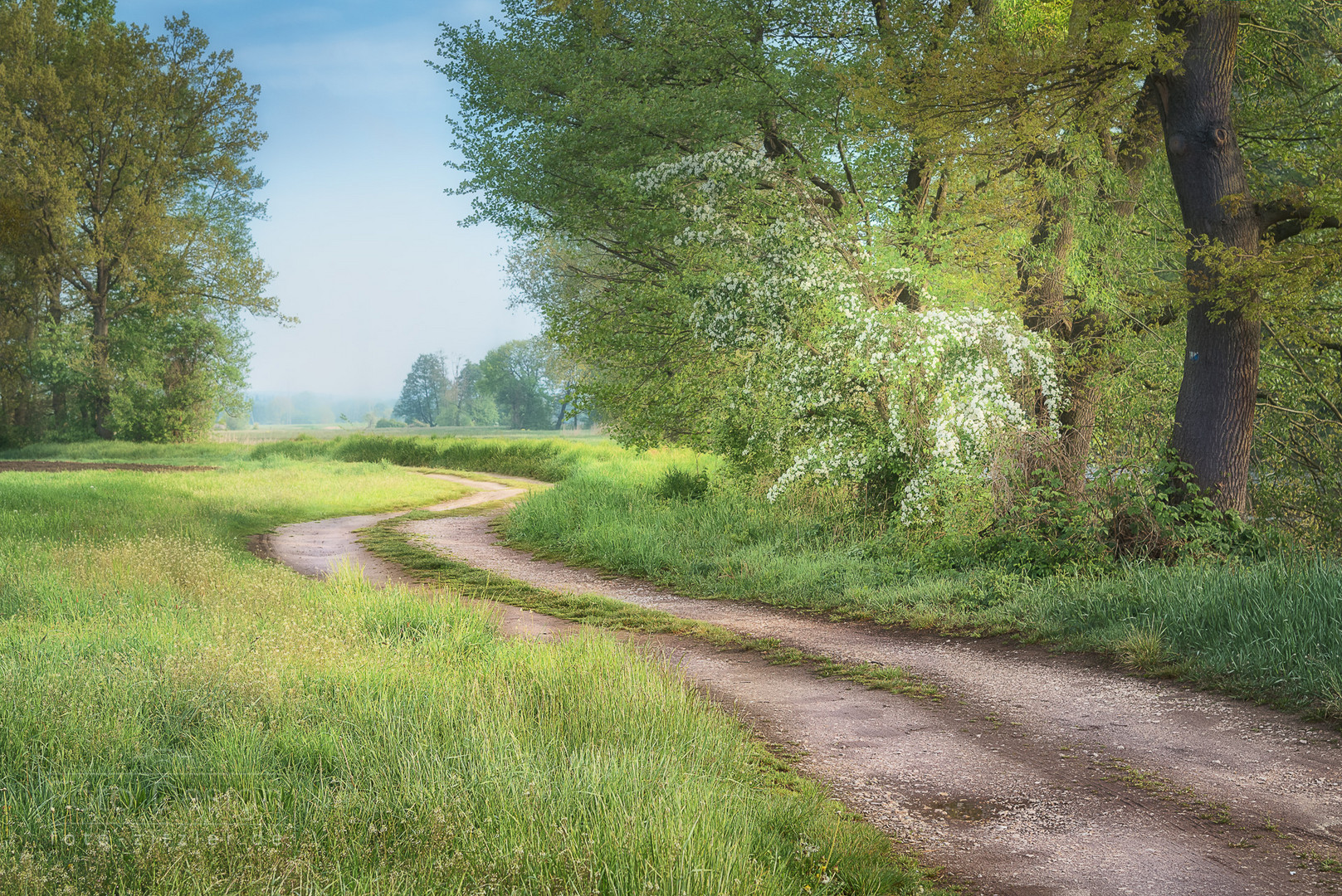 Weg beim Weissdorn