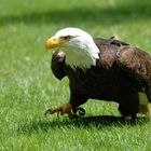 Weg da, das ist mein Futter ! Da versteht der Weißkopfseeadler keinen Spaß