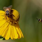 Weg da, das ist meine Blüte