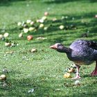 Weg da, das war mein Apfel!