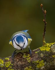 "Weg da .... ich springe"