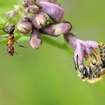 weg da von meiner Blüte!