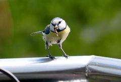 Weg da...muss zum Nest