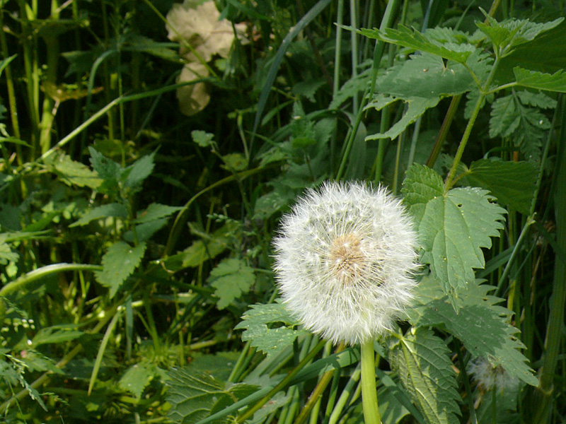 Weg den Berg hinauf 2