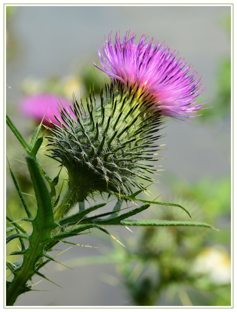 Weg-Distel