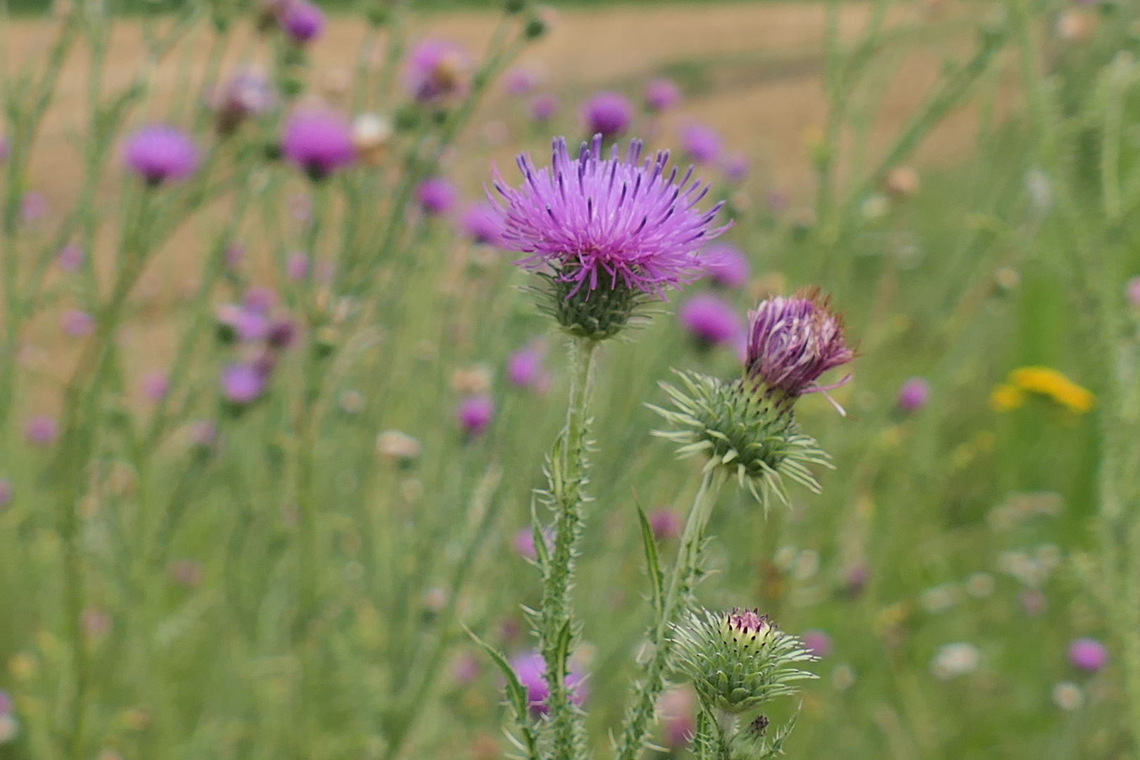 Weg-Distel