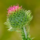 Weg-Distel (Carduus acanthoides)