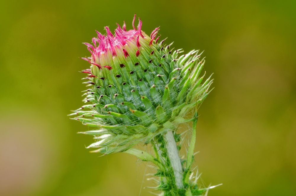 Weg-Distel (Carduus acanthoides)