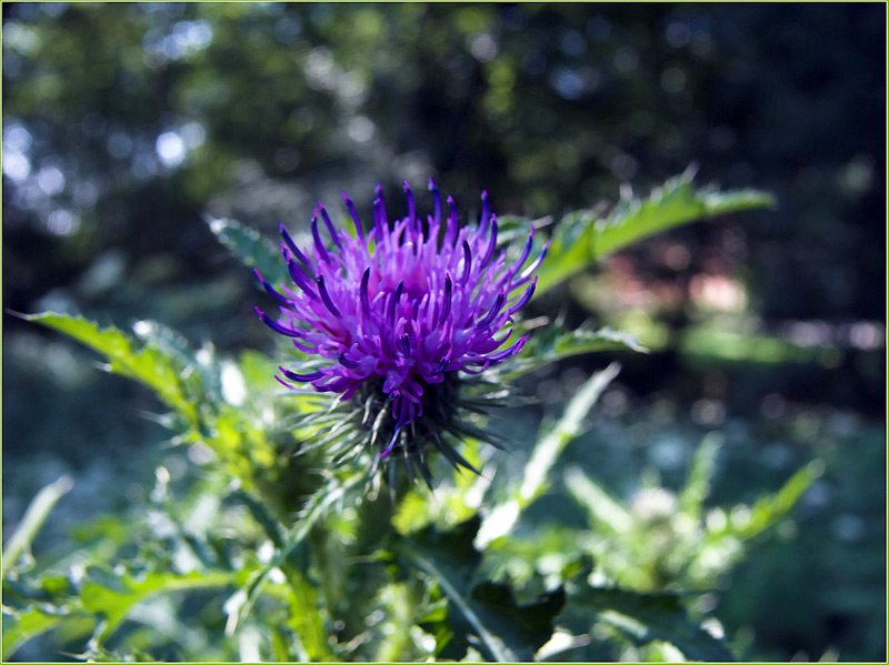 Weg-Distel (Carduus acanthoides)