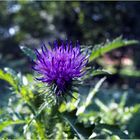 Weg-Distel (Carduus acanthoides)