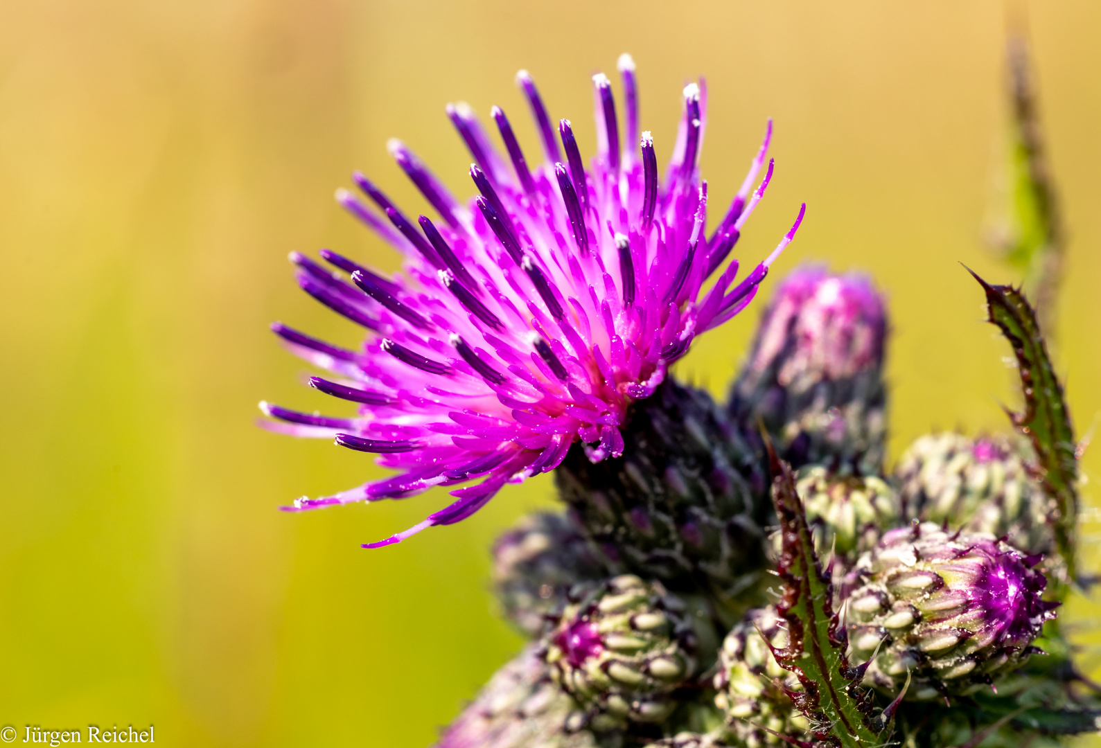 Weg-Distel ( Carduus acanthoides L.) 