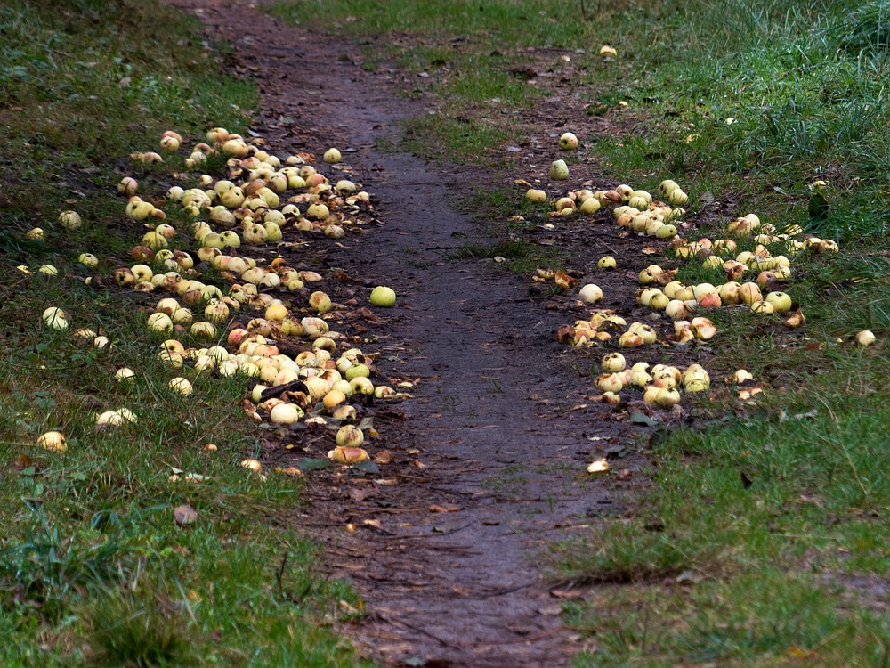 Weg durch Äpfel
