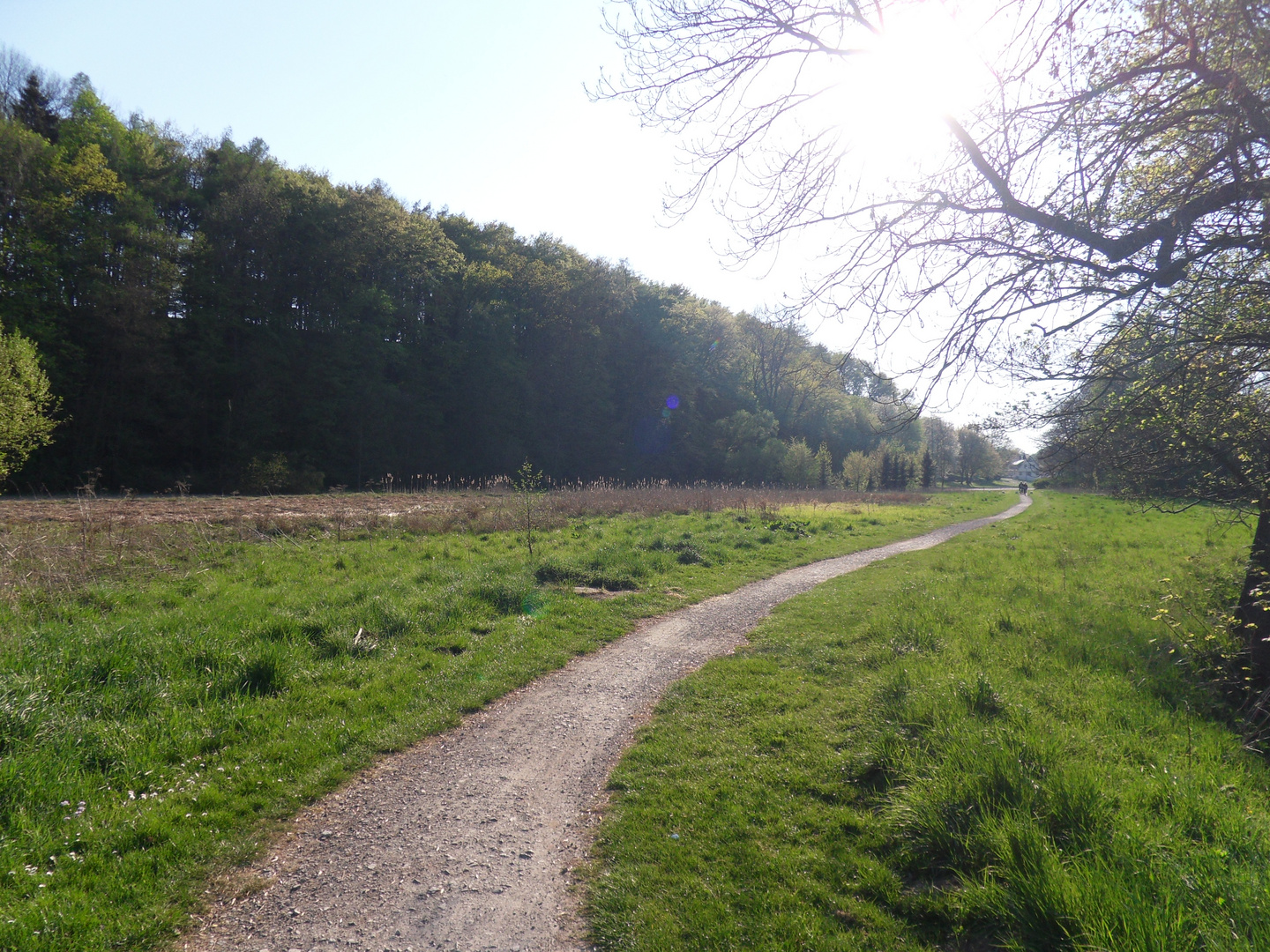 Weg durch das Lohholz bei Wülfingerode