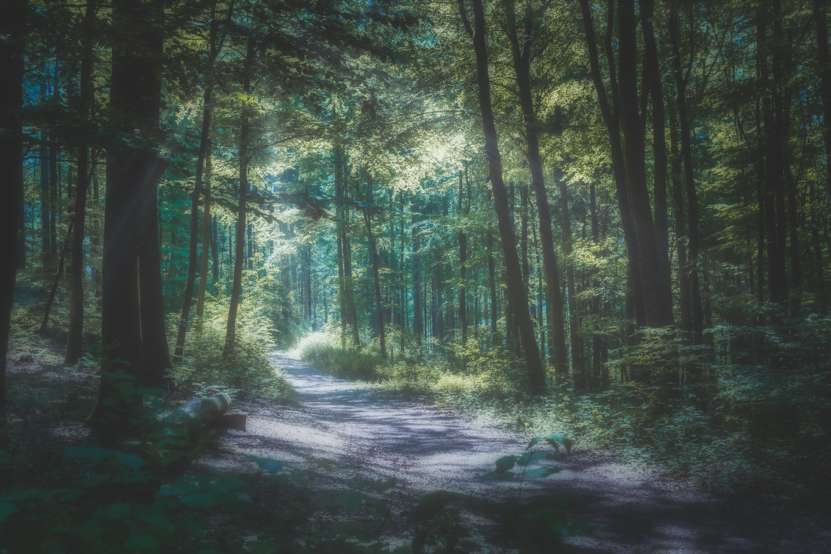 Weg durch den finsteren Wald ins Licht