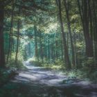 Weg durch den finsteren Wald ins Licht
